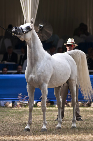 13th International Championship - El Zahraa, Egypt