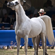 13th International Championship - El Zahraa, Egypt