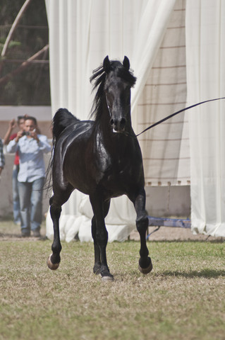 13th International Championship - El Zahraa, Egypt