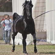 13th International Championship - El Zahraa, Egypt