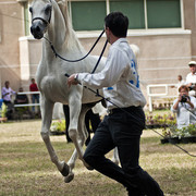 13th International Championship - El Zahraa, Egypt