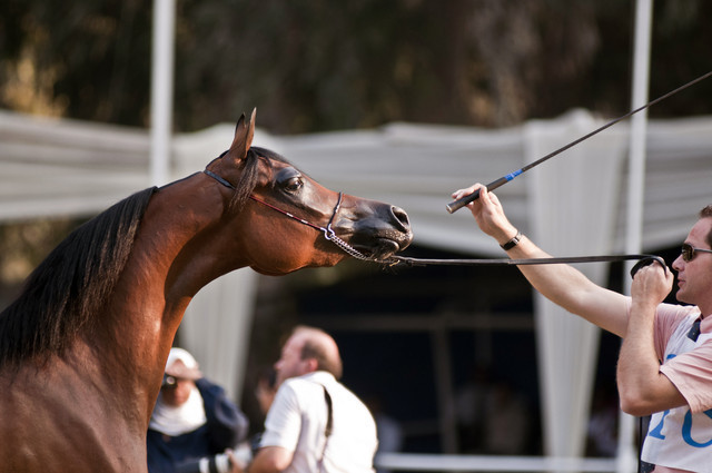 13th International Championship - El Zahraa, Egypt