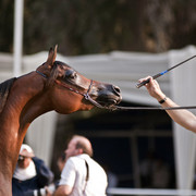 13th International Championship - El Zahraa, Egypt