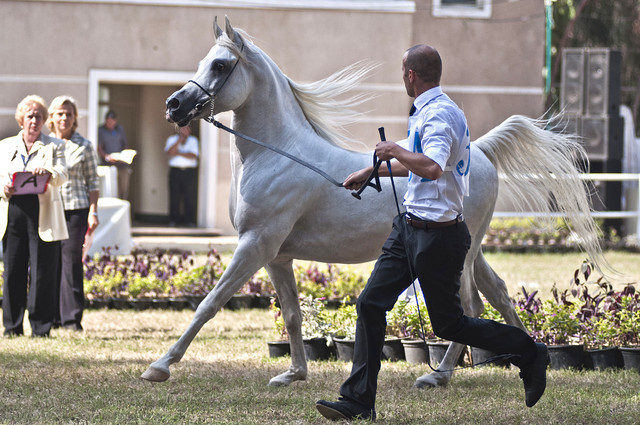 Talal - Talal
(El Ragel x Bashasha)
Straight Egyptian stallion
Owned by Al Sayyad Stud
