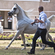 Talal - Talal
(El Ragel x Bashasha)
Straight Egyptian stallion
Owned by Al Sayyad Stud