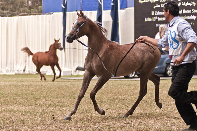 Aisha Al Sayyad - Aisha Al Sayyad 
(Ezz Ezzain x Adala)
Owned by Al Sayyad Stud