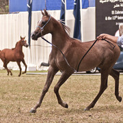 Aisha Al Sayyad - Aisha Al Sayyad 
(Ezz Ezzain x Adala)
Owned by Al Sayyad Stud