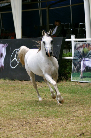 13th International Championship - El Zahraa, Egypt