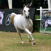 13th International Championship - El Zahraa, Egypt