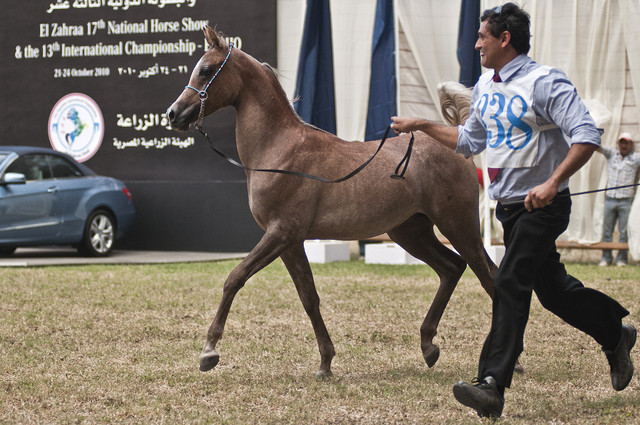 Aisha Al Sayyad - Aisha Al Sayyad 
(Ezz Ezzain x Adala)
Owned by Al Sayyad Stud