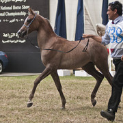 Aisha Al Sayyad - Aisha Al Sayyad 
(Ezz Ezzain x Adala)
Owned by Al Sayyad Stud