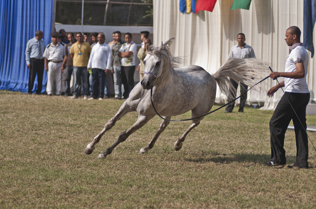 Tagweed - Tagweed (TEE X GAD ALLAH)