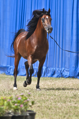 13th International Championship - El Zahraa, Egypt