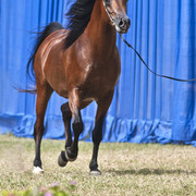 13th International Championship - El Zahraa, Egypt