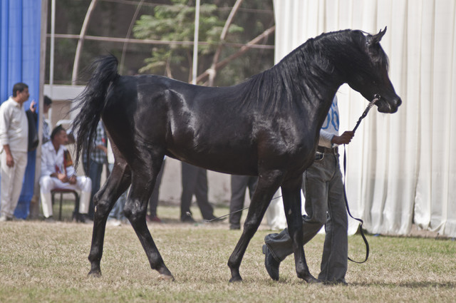 13th International Championship - El Zahraa, Egypt