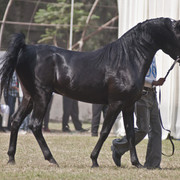 13th International Championship - El Zahraa, Egypt