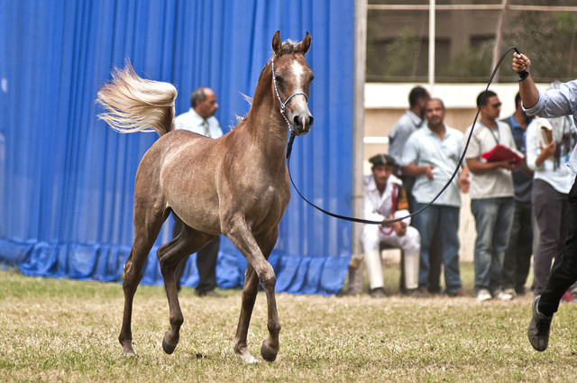 Aisha Al Sayyad - Aisha Al Sayyad 
(Ezz Ezzain x Adala)
Owned by Al Sayyad Stud