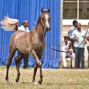 Aisha Al Sayyad - Aisha Al Sayyad 
(Ezz Ezzain x Adala)
Owned by Al Sayyad Stud