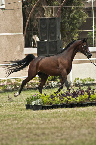 13th International Championship - El Zahraa, Egypt