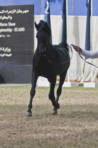 13th International Championship - El Zahraa, Egypt