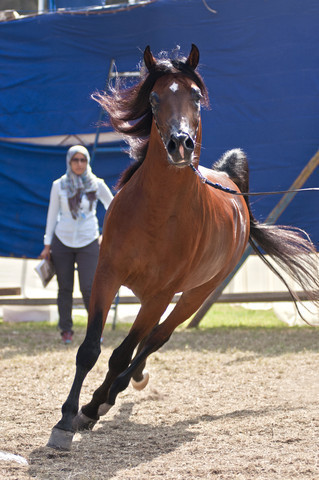 13th International Championship - El Zahraa, Egypt