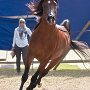 13th International Championship - El Zahraa, Egypt