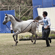 13th International Championship - El Zahraa, Egypt