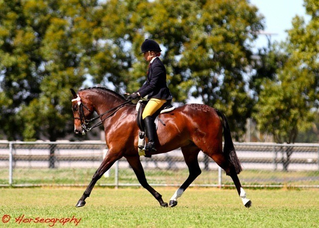 NSW Arabian State Titles - Sydney Australia