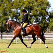 NSW Arabian State Titles - Sydney Australia