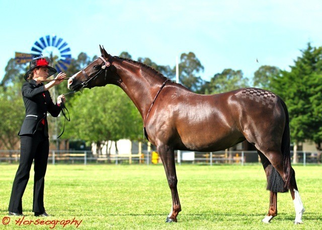 NSW Arabian State Titles - Sydney Australia