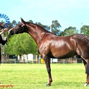 NSW Arabian State Titles - Sydney Australia