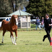 NSW Arabian State Titles - Sydney Australia