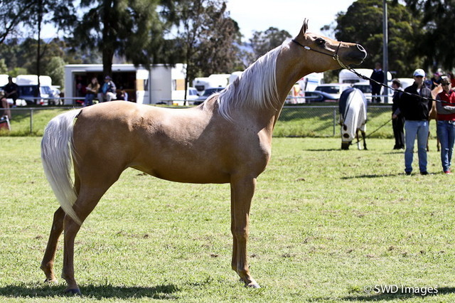 NSW Arabian State Titles - Sydney Australia