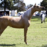 NSW Arabian State Titles - Sydney Australia