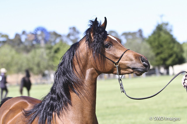 NSW Arabian State Titles - Sydney Australia