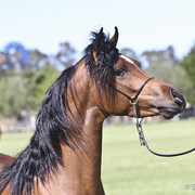 NSW Arabian State Titles - Sydney Australia