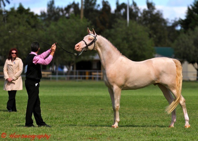 NSW Arabian State Titles - Sydney Australia