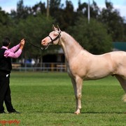 NSW Arabian State Titles - Sydney Australia