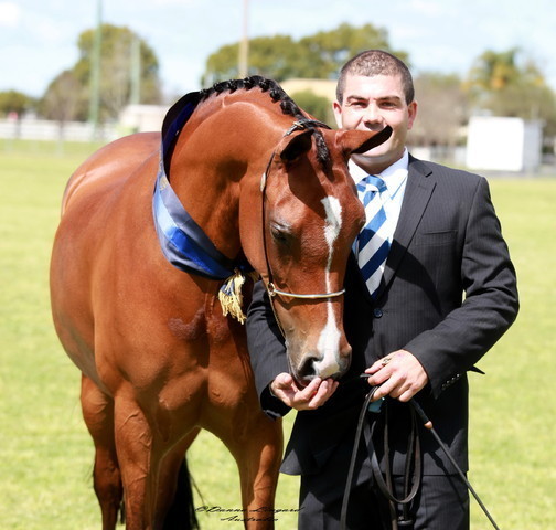 NSW Arabian State Titles - Sydney Australia
