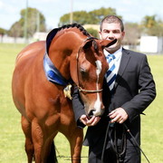 NSW Arabian State Titles - Sydney Australia