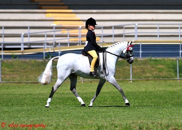 NSW Arabian State Titles - Sydney Australia