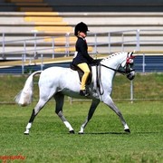 NSW Arabian State Titles - Sydney Australia