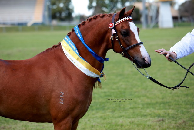 NSW Arabian State Titles - Sydney Australia