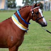 NSW Arabian State Titles - Sydney Australia
