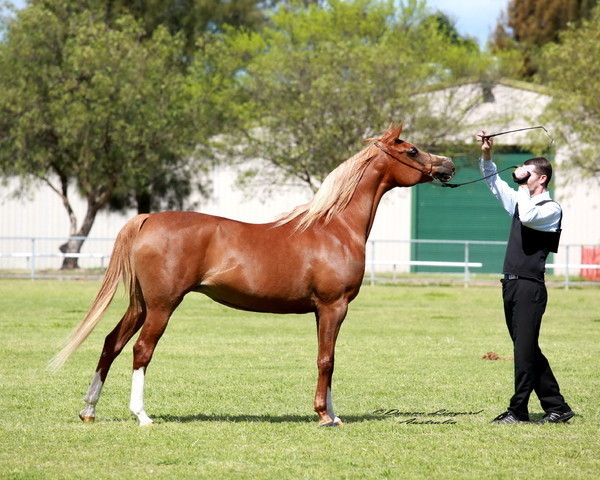 NSW Arabian State Titles - Sydney Australia