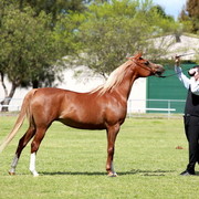 NSW Arabian State Titles - Sydney Australia