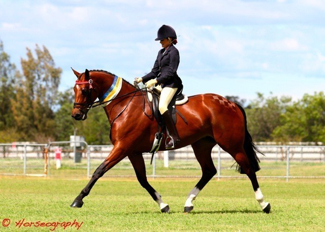 NSW Arabian State Titles - Sydney Australia