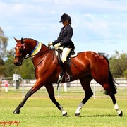 NSW Arabian State Titles - Sydney Australia