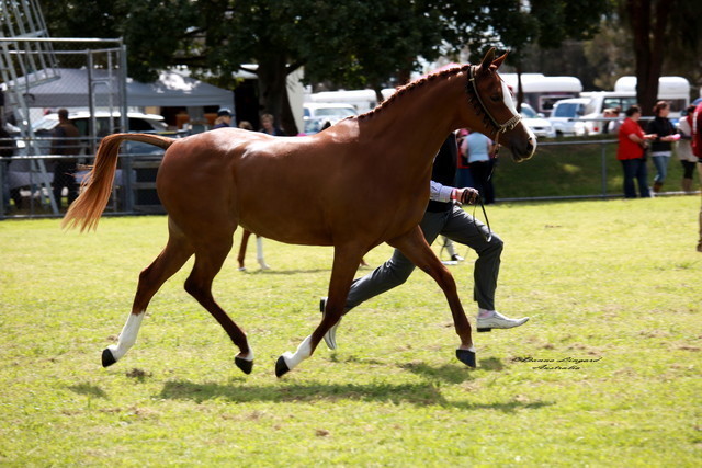 NSW Arabian State Titles - Sydney Australia