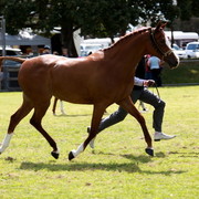 NSW Arabian State Titles - Sydney Australia